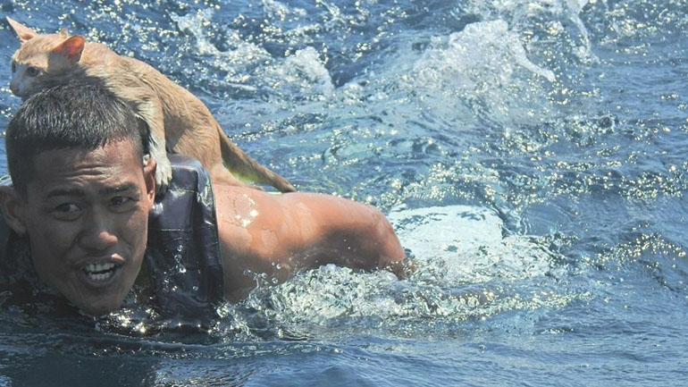 Ταϊλάνδη: Το Πολεμικό Ναυτικό διέσωσε γάτες από βυθιζόμενο πλοίο